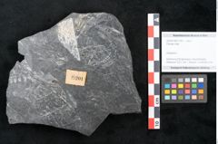 Foto (Objekt + Etikett) von Plantae indet.  (NHMW-GEO-2024-0188-11201)